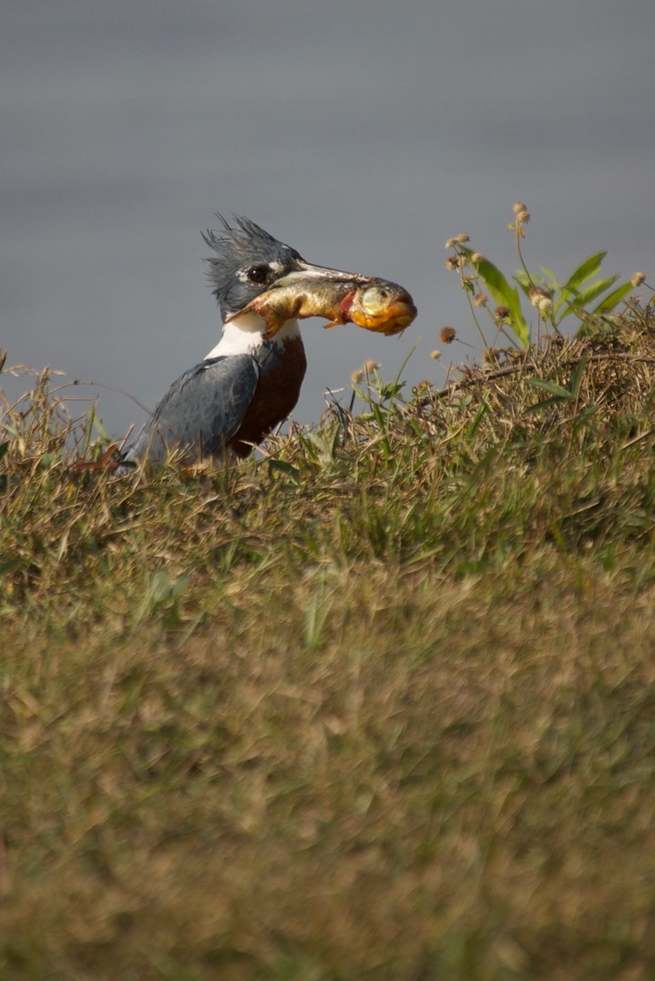 Ringed Kingfisher, Megaceryle torquata3