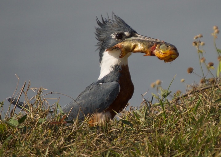 Ringed Kingfisher, Megaceryle torquata2