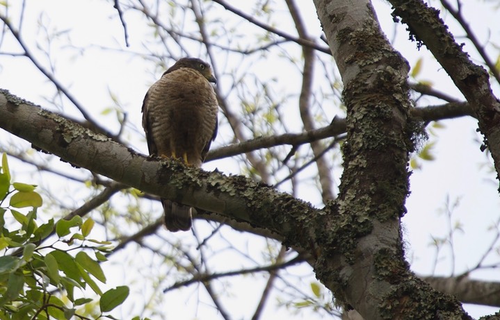 Roadside Hawk1