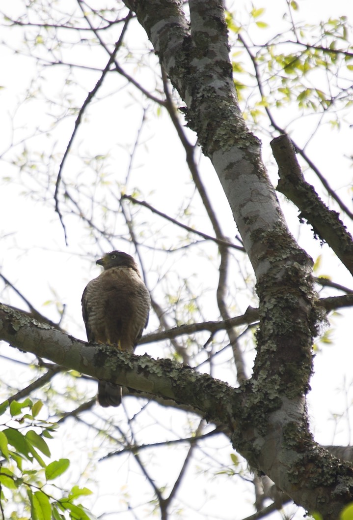 Roadside Hawk2