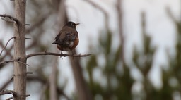 Robin, American (Yellowstone)