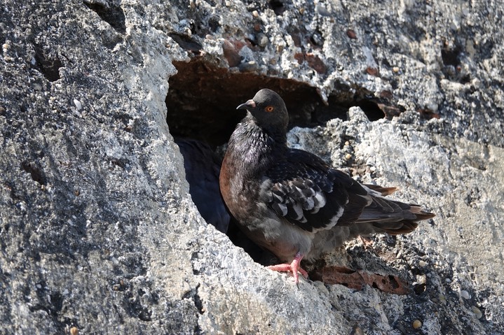  Rock Dove (Pigeon), Columba livia     1