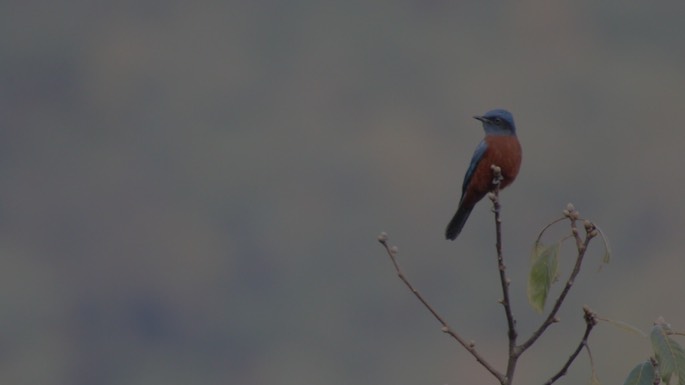 Rock-Thrush, Chestnut-bellied 1