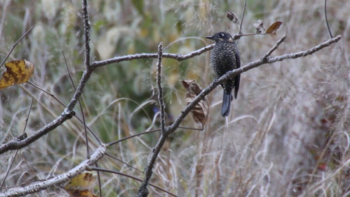 Rock-Thrush, Chestnut-bellied 2