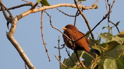 Roller, Broad-billed 1