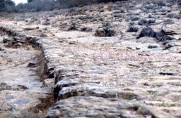 Roman Road - Monfrague248