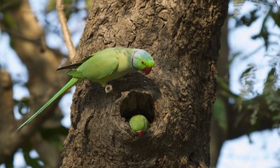 Rose-ringed Parakeet