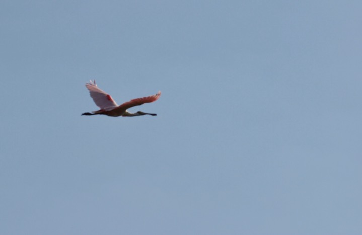 Roseate Spoonbill a