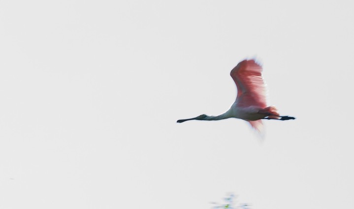 roseate spoonbill b