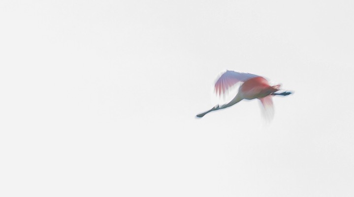 Roseate Spoonbill d 