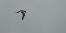 Roseate Tern, Sterna dougallii - Charlotteville, Tobago