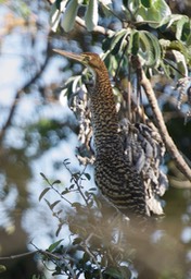 Rufescent Tiger-Heron, Tigrisoma lineatum2