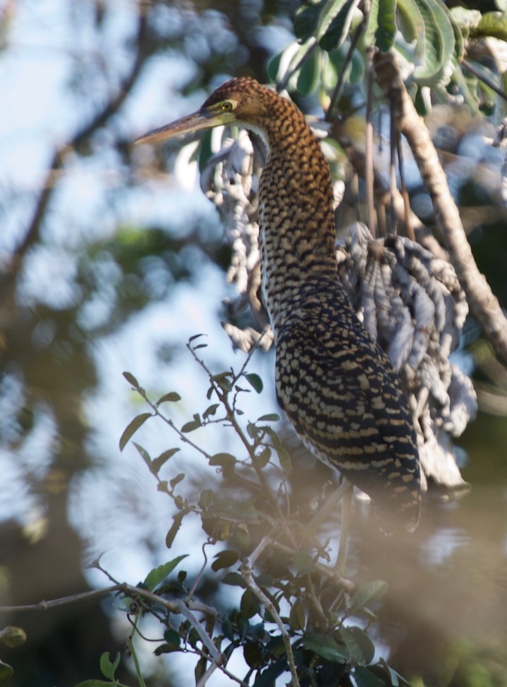 Rufescent Tiger-Heron, Tigrisoma lineatum3