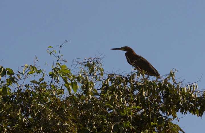 Rufescent Tiger-Heron, Tigrisoma lineatum b