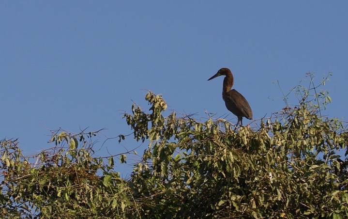 Rufescent Tiger-Heron, Tigrisoma lineatum a