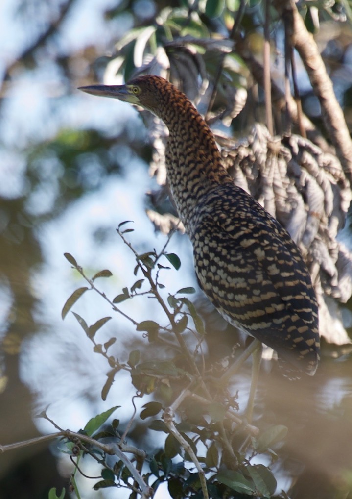 Rufescent Tiger-Heron, Tigrisoma lineatum4