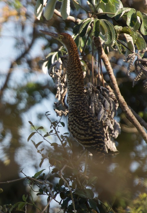 Rufescent Tiger-Heron, Tigrisoma lineatum1