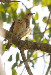 Rufous Hornero, Furnarius rufus21c