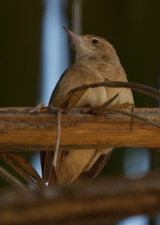 Rufous Hornero, Furnarius rufus