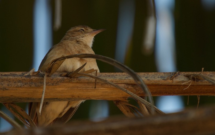 Rufous Hornero, Furnarius rufus2