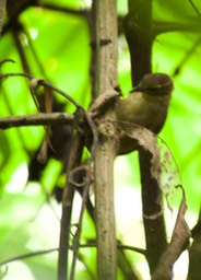 Rufous-rumped Foliage-gleaner, Philydor erythrocercum1