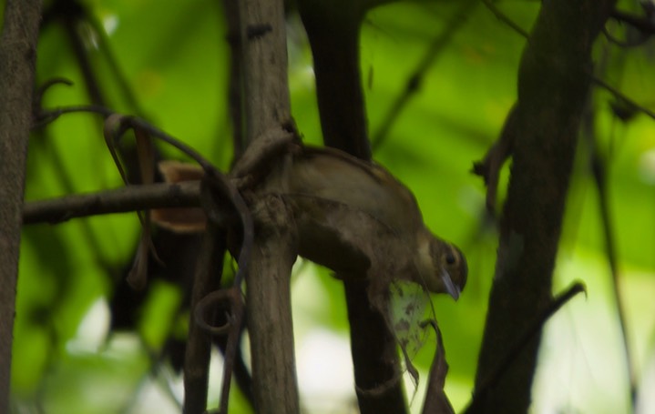 Rufous-rumped Foliage-gleaner, Philydor erythrocercum