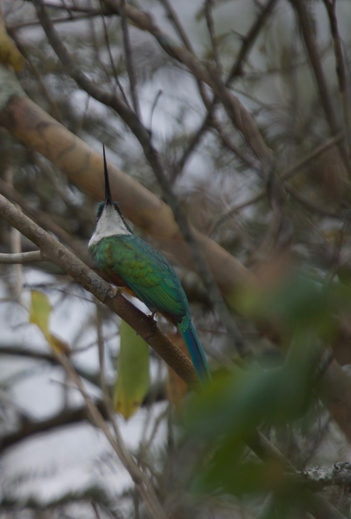 Rufous-tailed Jacamar, Galbula ruficauda 1