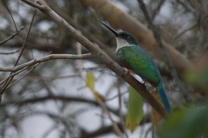 Rufous-tailed Jacamar, Galbula ruficauda