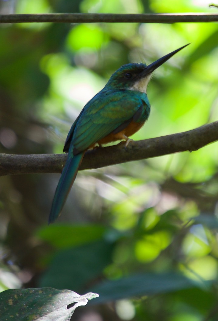 Rufous-tailed Jacamar, Galbula ruficauda5