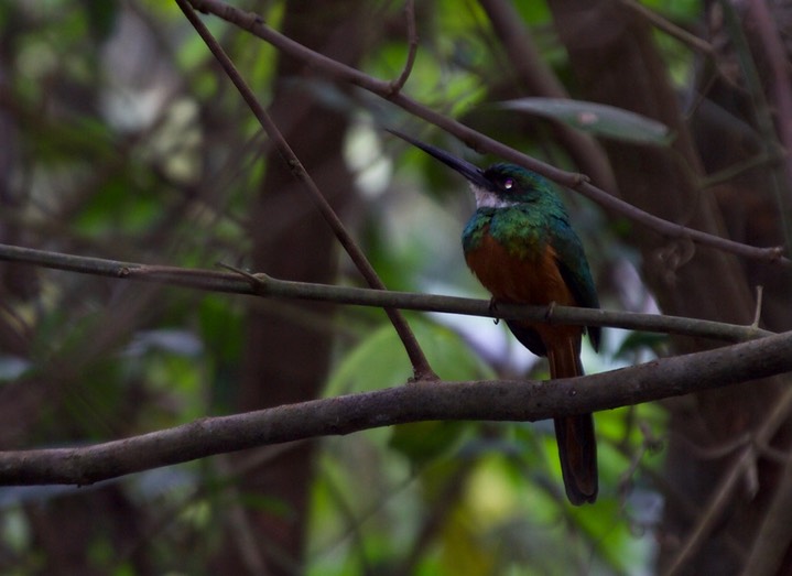 Rufous-tailed Jacamar, Galbula ruficauda4