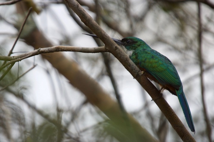 Rufous-tailed Jacamar, Galbula ruficauda