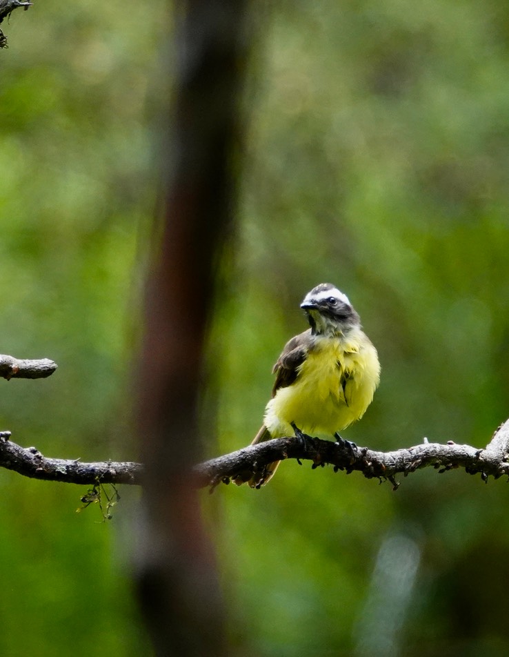 Rusty Margined Flycatcher1