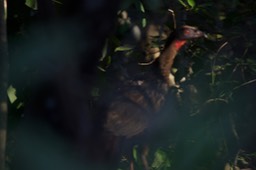 Rusty-margined Guan, Penelope superciliaris