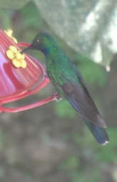 Sabrewing, White-tailed 2