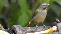 Saltator, Buff-throated (Cerrro Montezuma, Colombia)