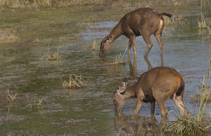 Sambar Keoladeo 3