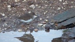 Sandpiper, Common 2