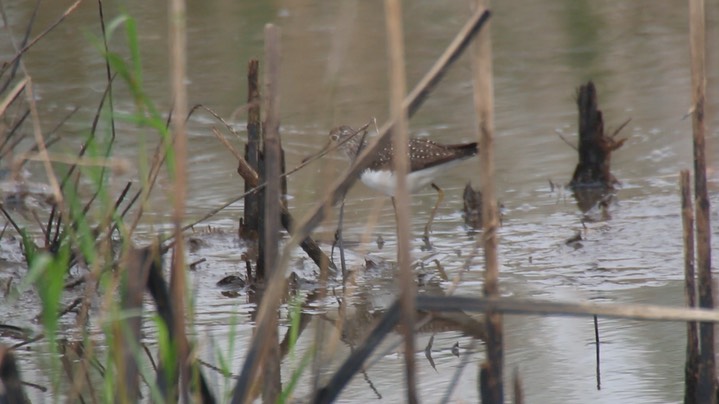 Sandpiper, Solitary 1