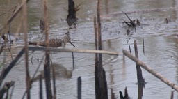 Sandpiper, Solitary