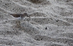 Sandpiper, Spotted 18-4