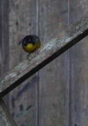 El Dorado Reserve, Santa Marta Mountains, Colombia