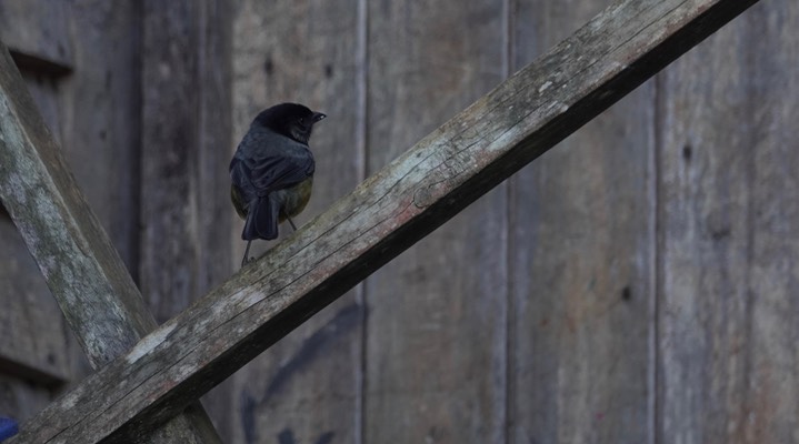 Santa Marta Brush Finch, Atlapetes melanocephalus   2