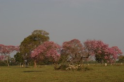 Santa Teresa