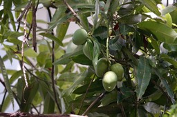 Santuaroio de San Pedro Claver, Mangos