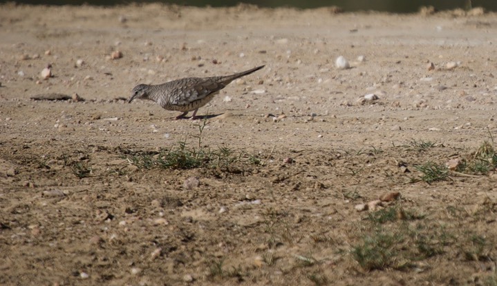 Scaled Dove 18