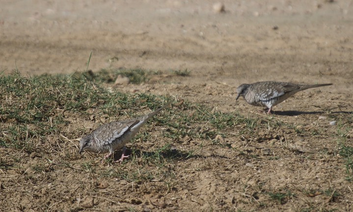 Scaled Dove, Columbina squammata18