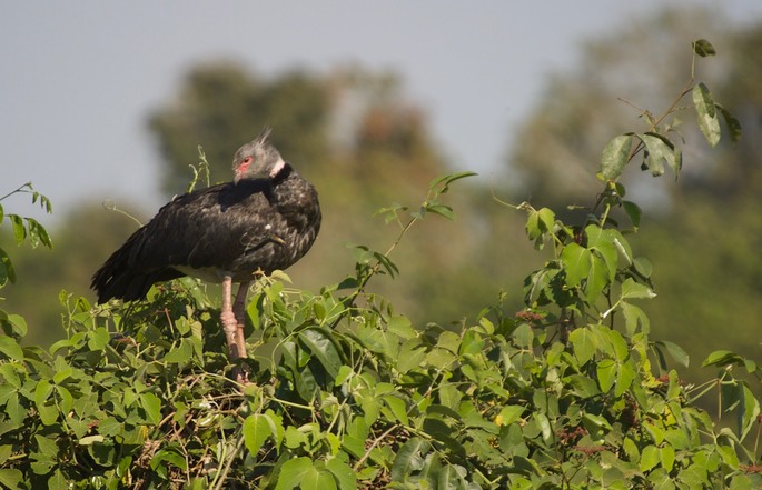 Screamer, Southern