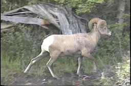 Sheep, Bighorn 1