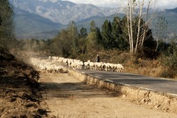 Sheep Sierra de Gredos223