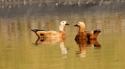 Shelduck, Ruddy 2